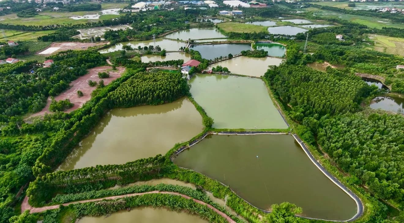 Trang trại 12ha